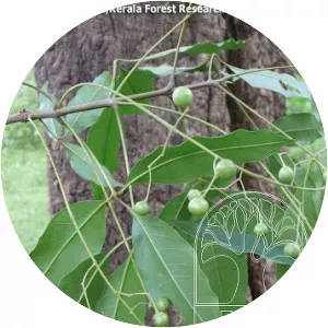 Vitex peduncularis - Plants