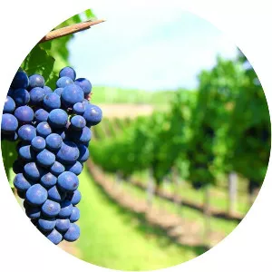 Viticulture - Winery