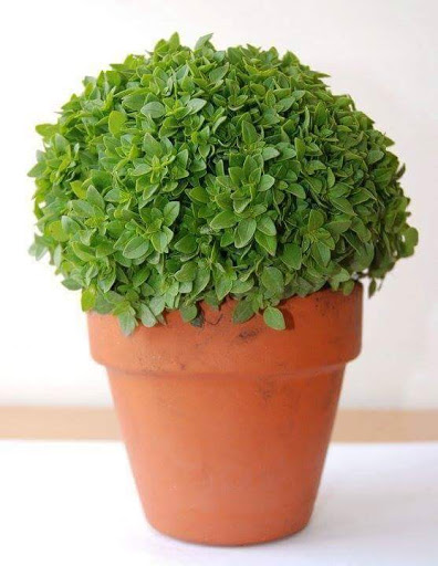 Vitorino Jesus Freitas