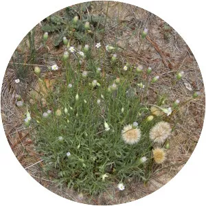 Vittadinia muelleri - 