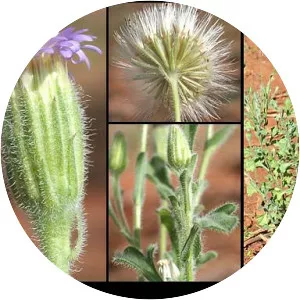 Vittadinia sulcata - 