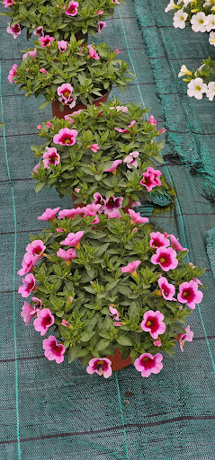 Viveiros Alto Minho, Lda - Plant nursery in Portugal