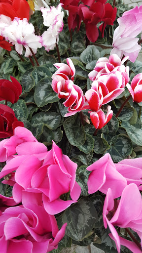 Viveiros De Labruge - Wholesale plant nursery in Labruge, Portugal