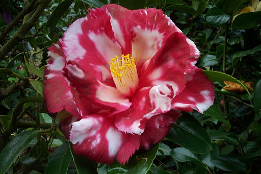 Viveiros Moreira, S.L. - Plant nursery in Spain