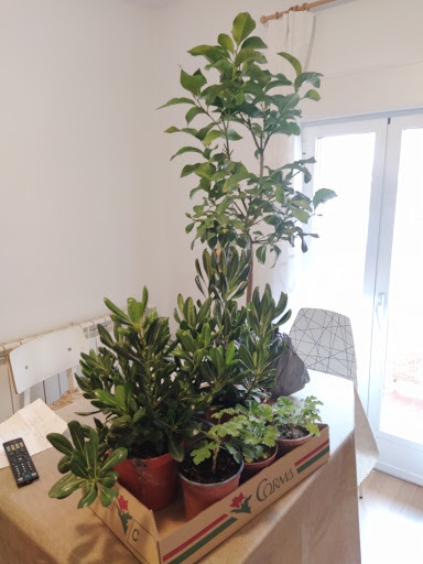 Vivero A. Basco S.L - Plant nursery in Spain