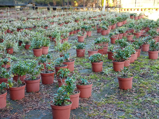 Viveros Leboreo - Plant nursery in Spain