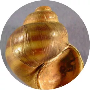 Viviparus georgianus - Animal