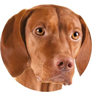 Vizsla