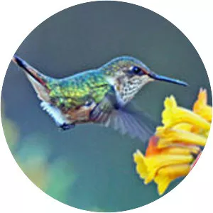 Volcano hummingbird - Bird