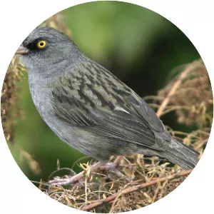 Volcano junco - Bird