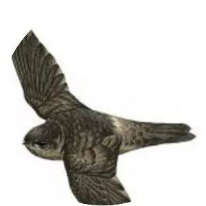 Volcano swiftlet