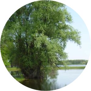 Volga-Akhtuba Floodplain - 