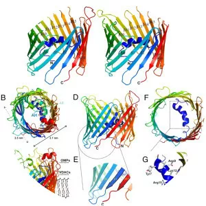 Voltage-dependent anion channel