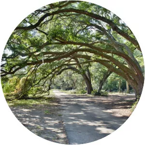 Wadmalaw Island - Island in South Carolina