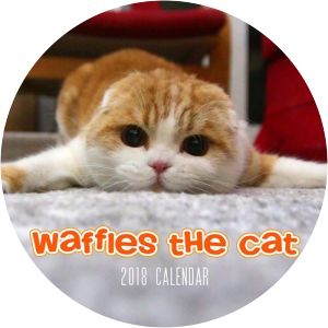 Waffles the Cat - Scottish fold