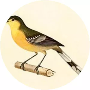 Wagtail-tyrant
