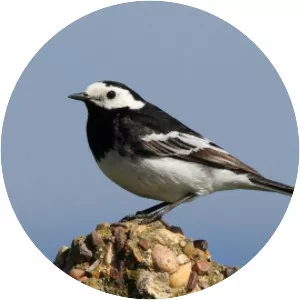 Wagtails