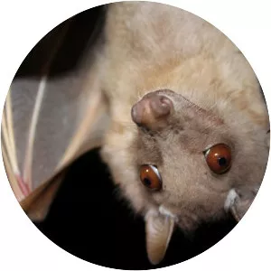 Wahlberg's epauletted fruit bat