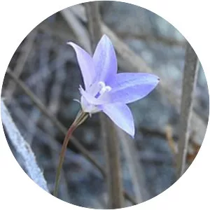 Wahlenbergia capillaris