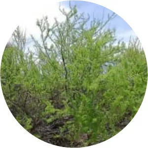 Wait-a-minute bush - Plants