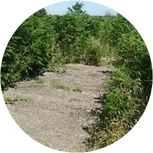 Walberswick railway station