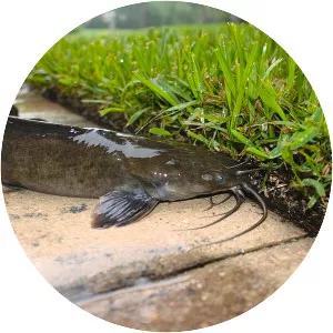 Walking catfish - Fish