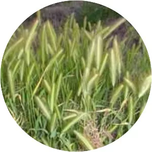 Wall barley - Plants