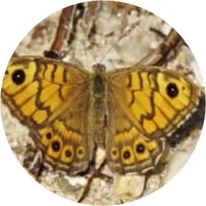 Wall brown