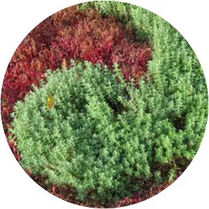 Wall germander - Plants