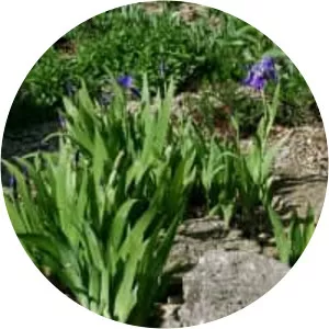 Wall iris