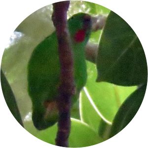 Wallace's hanging parrot
