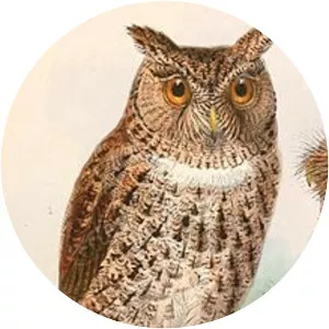 Wallace's scops owl - 