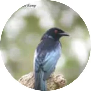 Wallacean drongo