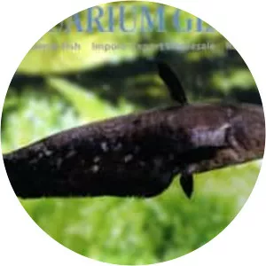 Wallagonia micropogon