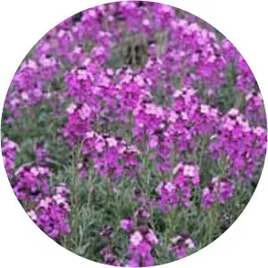 Wallflowers (Zarifeotu)