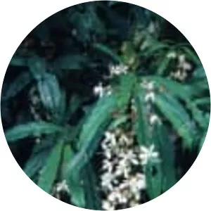 Wallich's glorybower
