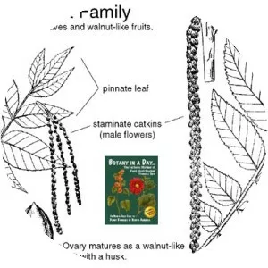Walnut family - Plants