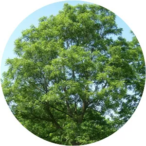 Walnut Tree