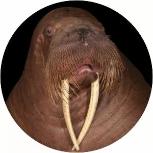 Walrus
