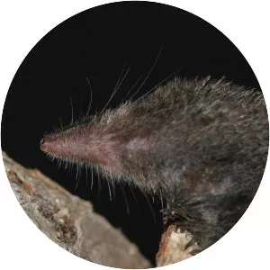 Wandering small-eared shrew