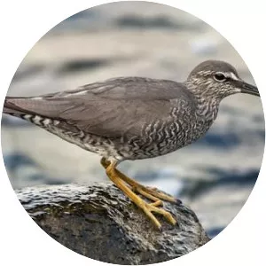 Wandering tattler