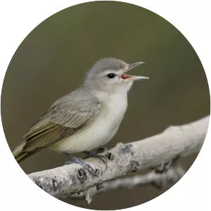 Warbling vireo