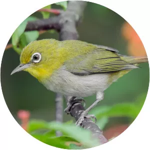 Warbling white-eye - Birds