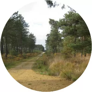 Wareham Forest - 