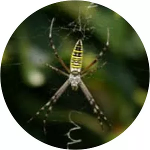 Wasp spider