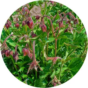 Water avens