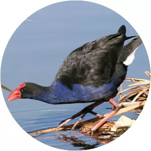 Water bird photograph