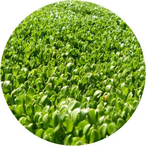 Water-blinks - Plants