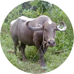 Water buffalo
