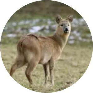 Water deer